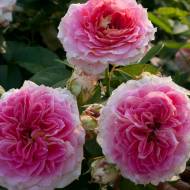 Троянда плетиста Цезар в контейнері